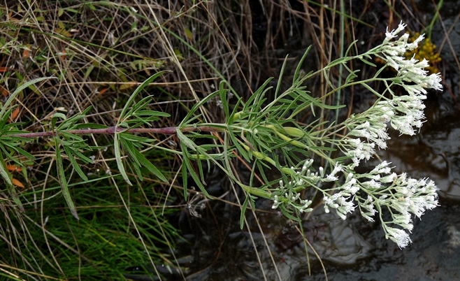 {Eupatorium hyssopifolium}